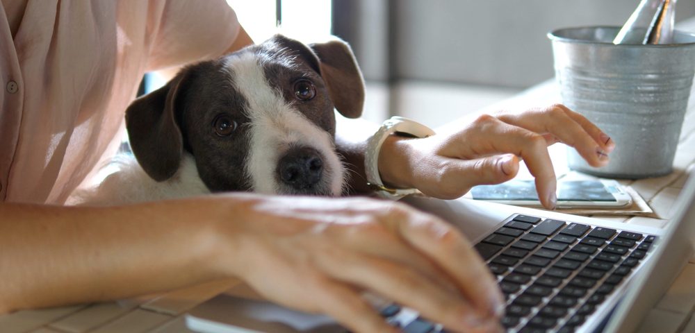 Working from home with dog