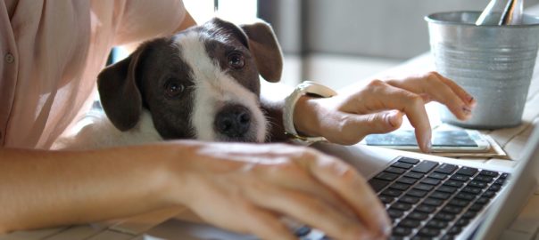 Working from home with dog