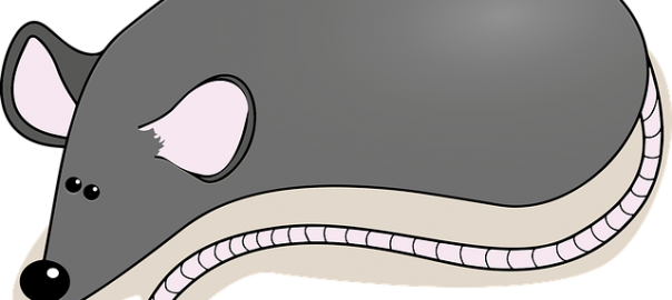 rat