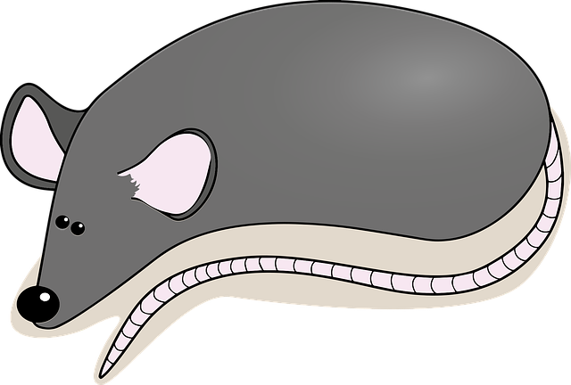 rat