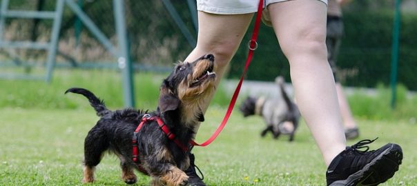 Wire haired dachshund