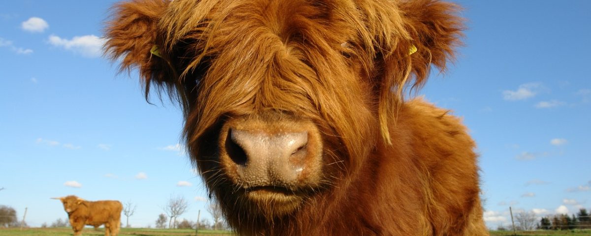 Highland Cow close up