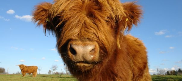 Highland Cow close up