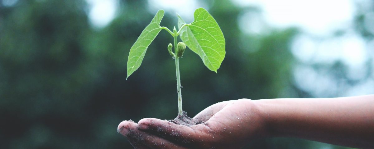 small plant sapling in palm of hand