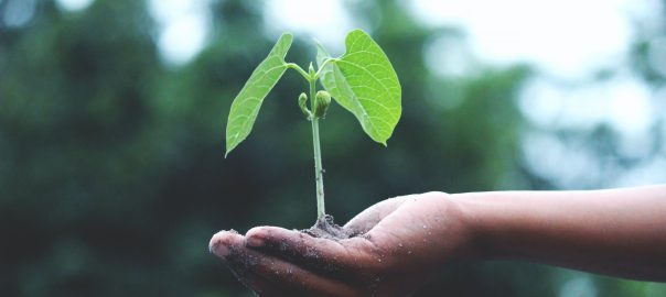 small plant sapling in palm of hand