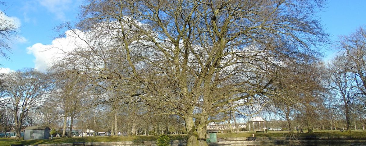 Tree in pond in Duthie Park