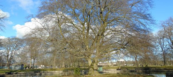 Tree in pond in Duthie Park